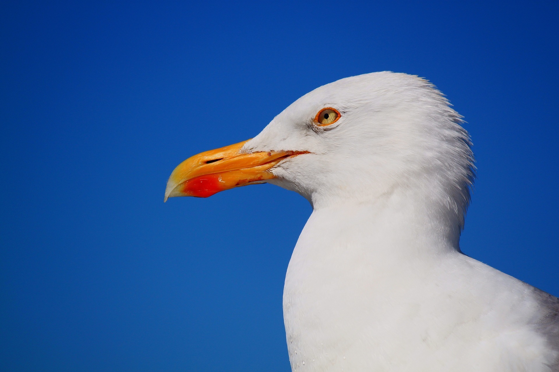 seagull.jpg
