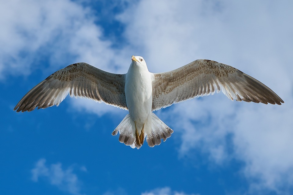 seagull.jpg