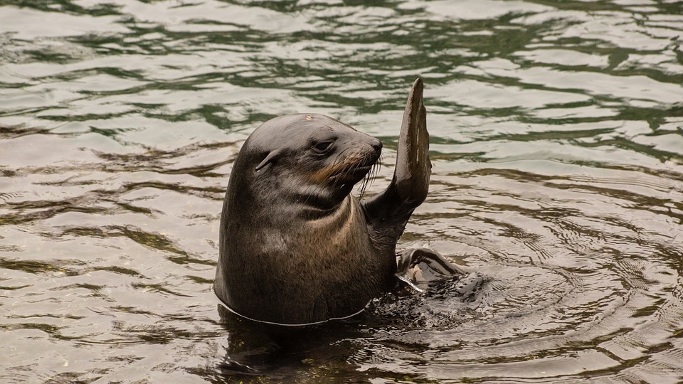 seal.jpg