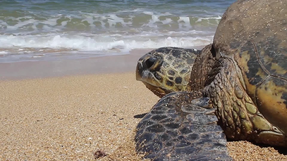 seaturtle.jpg