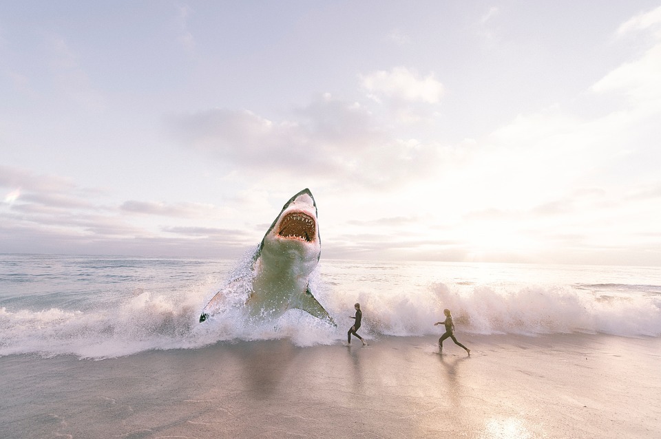 shark.jpg