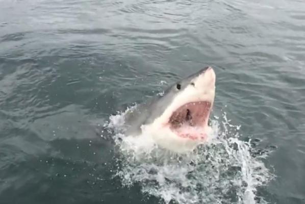shark.jpg