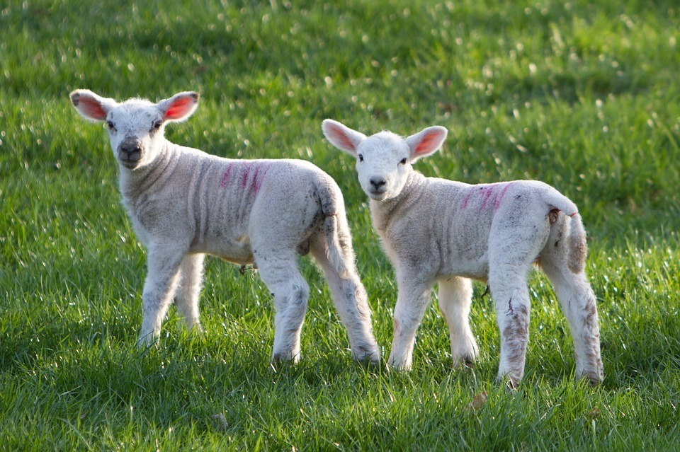 sheep.jpg