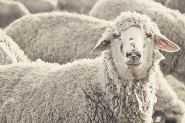 skittish sheep1.jpg