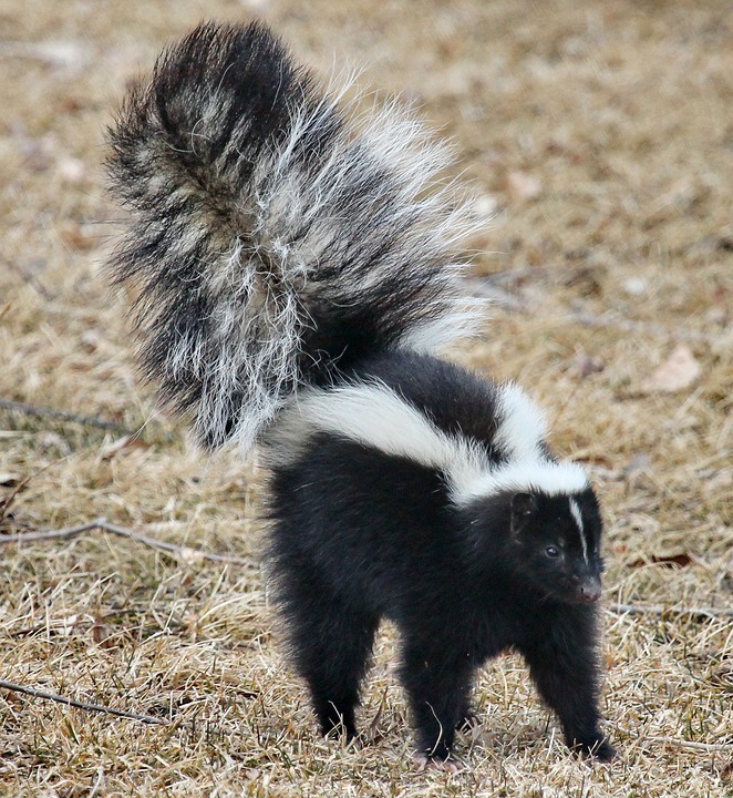 skunk-1239764_960_720.jpg