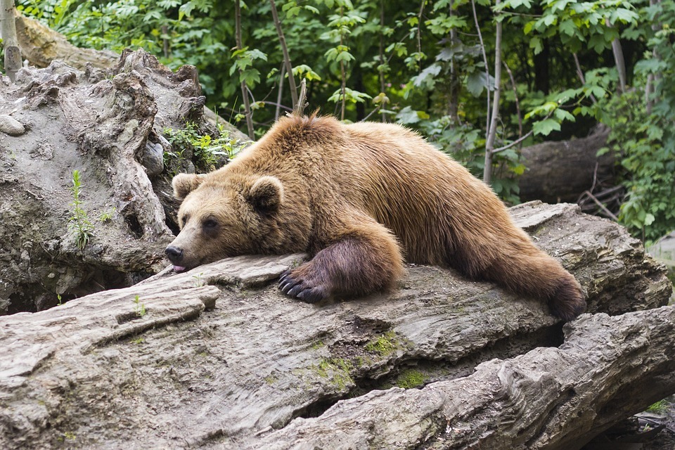 sleeping bear.jpg