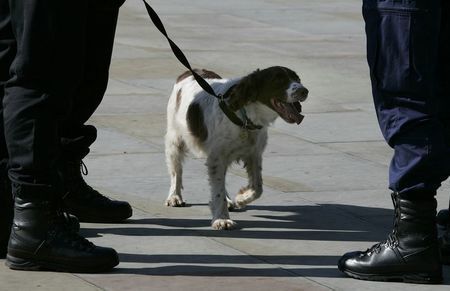 sniffer dog.jpg