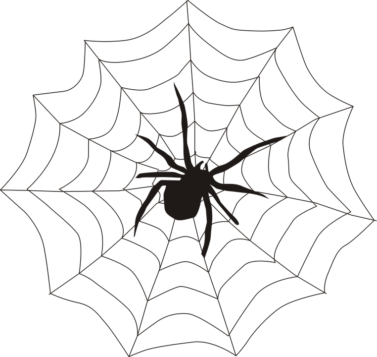 spider.jpeg