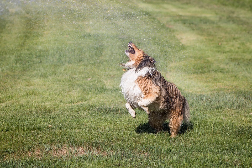 sprinkler-dog.jpg