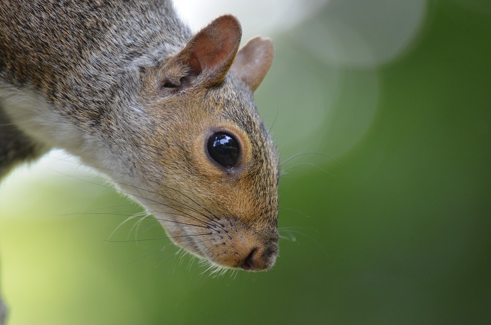 squirrel-in the Central Park.jpg