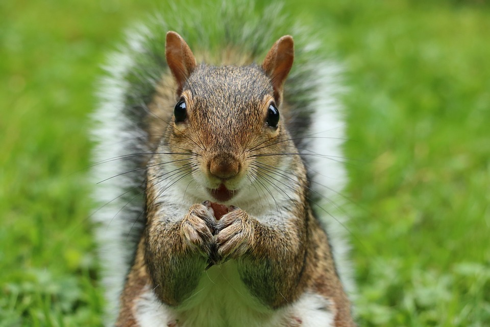 squirrel eating nuts.jpg
