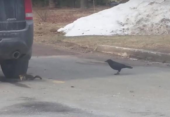 squirrel vs crow the battle for a slice of pizza.jpg