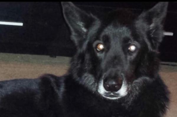 suspected wolf dog hybrid is just a dog.jpg