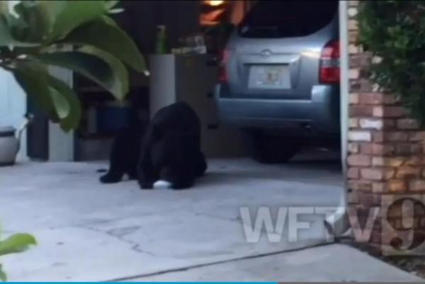 sweet toothed bear.jpg