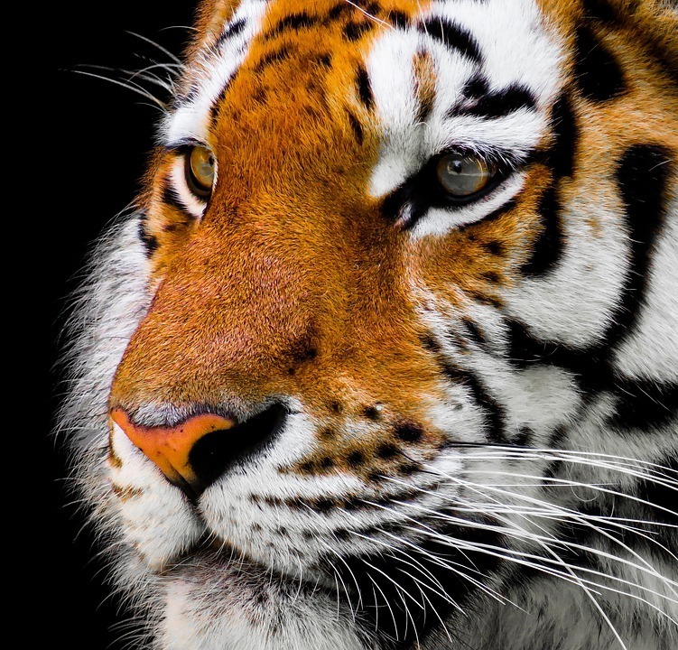 tiger.jpg