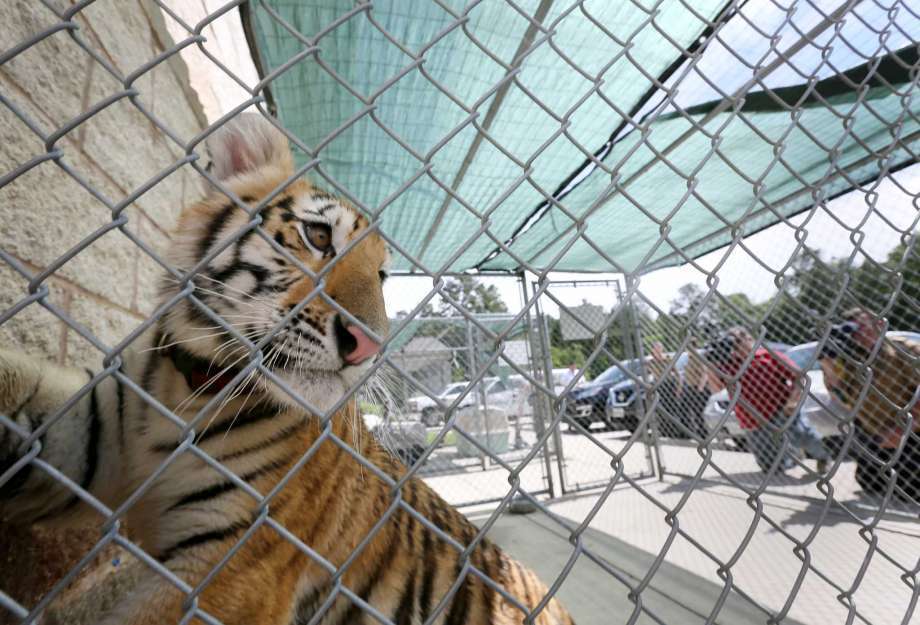 tiger.jpg