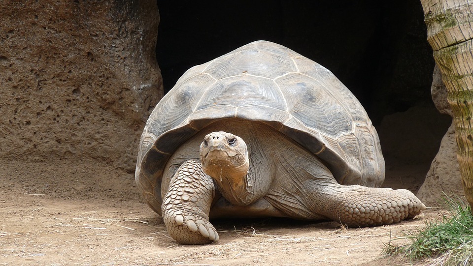 tortoise.jpg