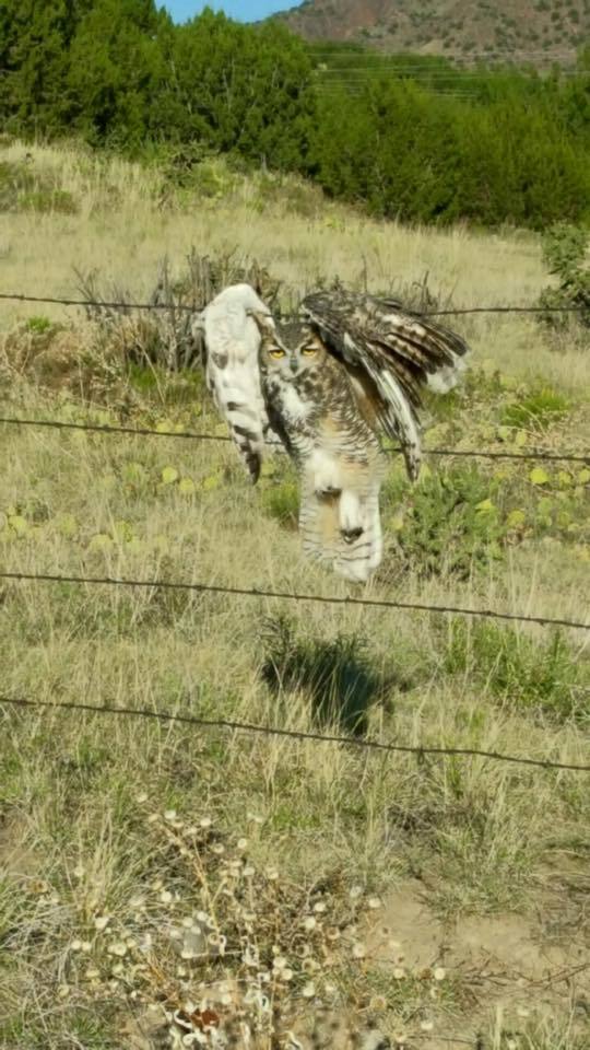 trapped owl.jpg