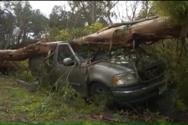 two vehicles crushed by different trees in different cities on same day.jpg
