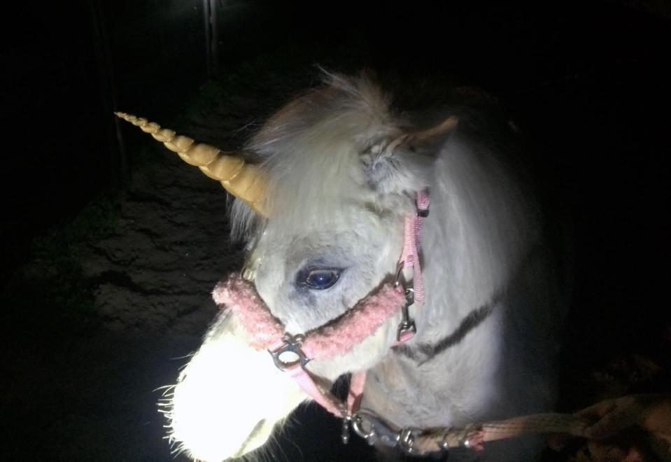 unicorn 1.jpg