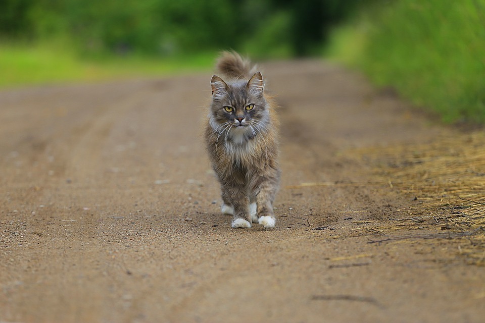 walking cat.jpg