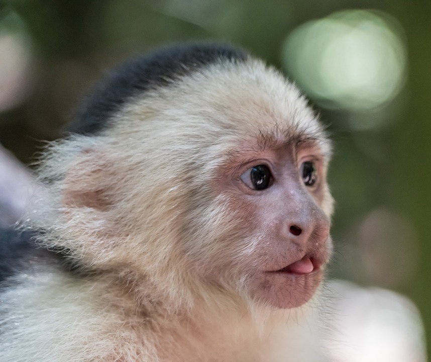 white-headed-capuchin.jpg