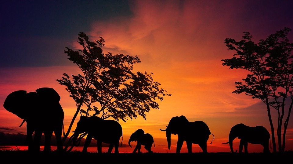 wild elephant.jpg