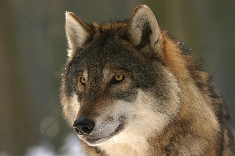 wolf.jpg