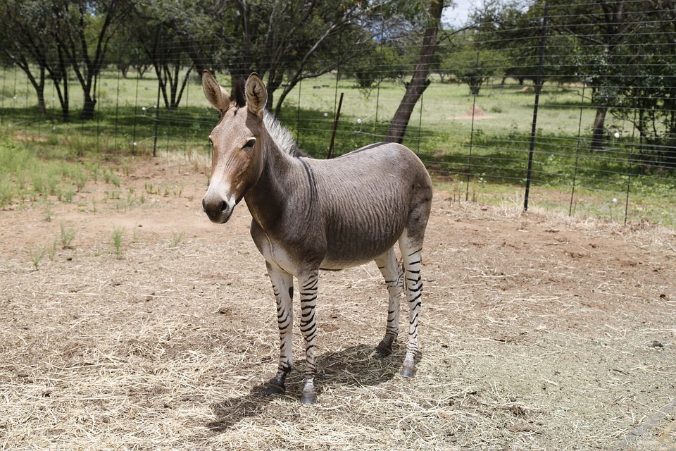 zonkey-395029_960_720.jpg